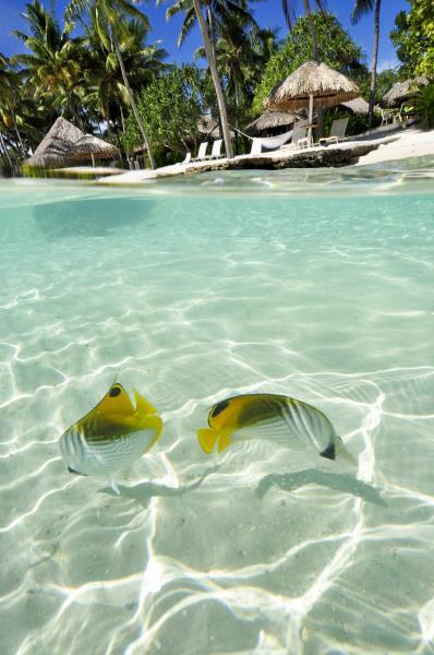 Urlaub im Intercontinental Le Moana Bora Bora Resort 2024/2025 - hier günstig online buchen